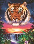 Wild Tropics (image for) Wild Tropics